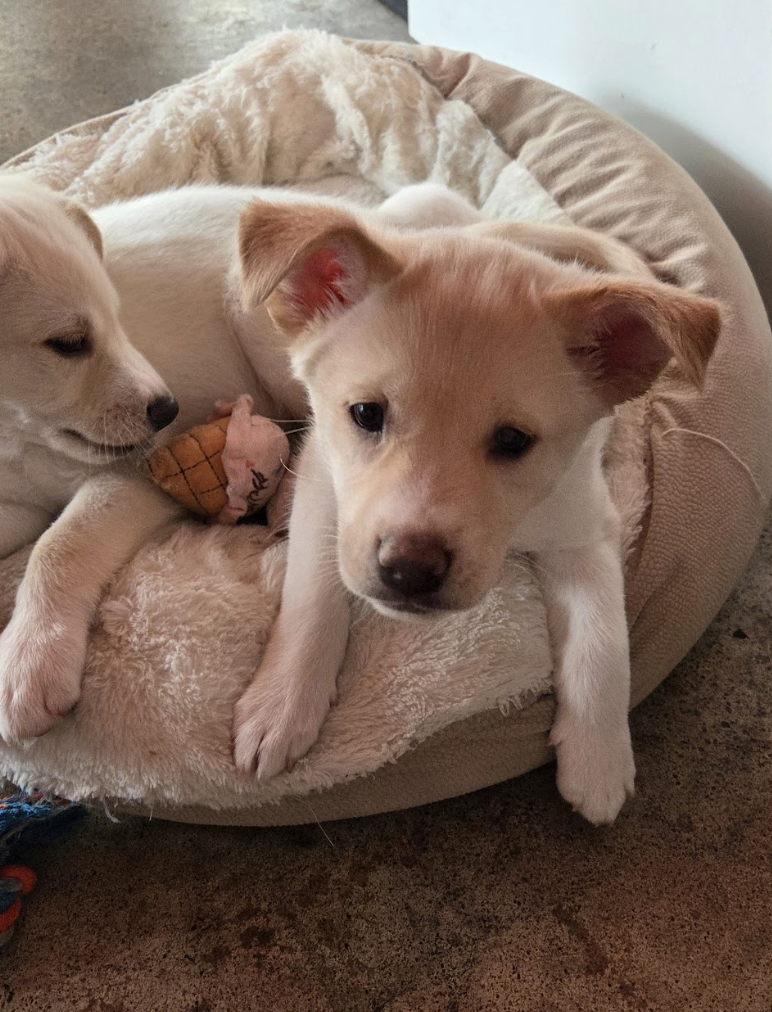 Screenshot 2026-01-14 at 6.35.40 PM.png