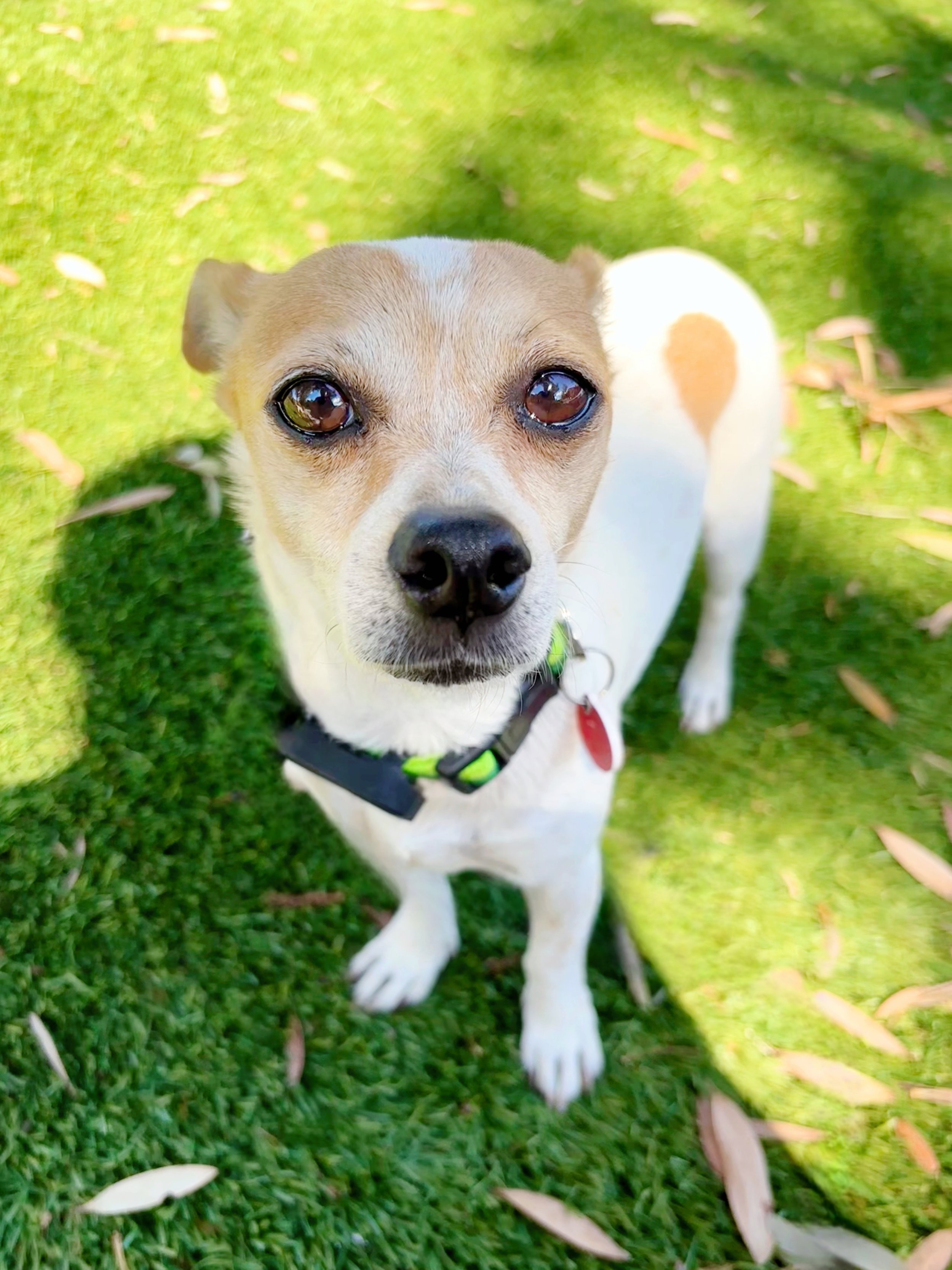 Paco