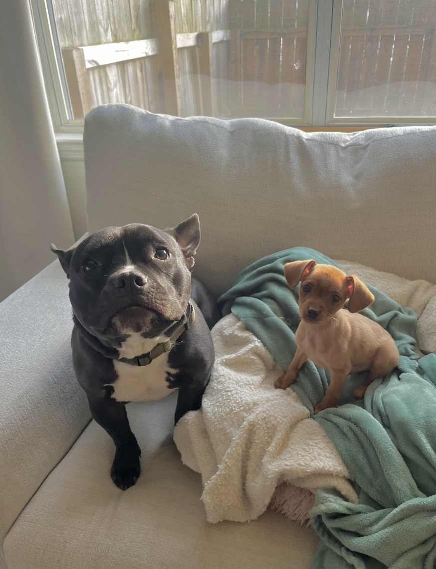 Screenshot 2026-01-29 at 9.02.39 PM.png