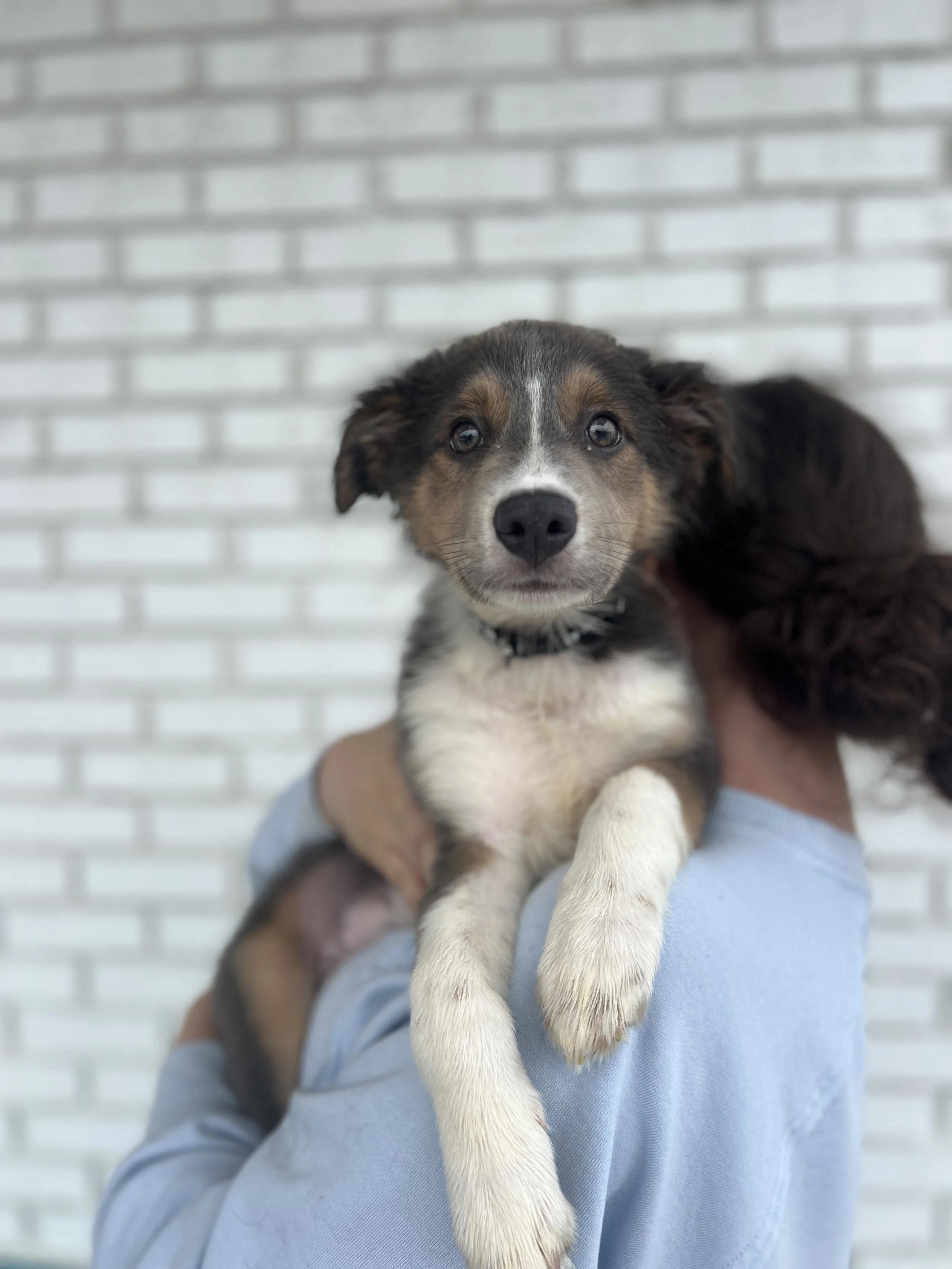 Martini, the Cocktail Litter