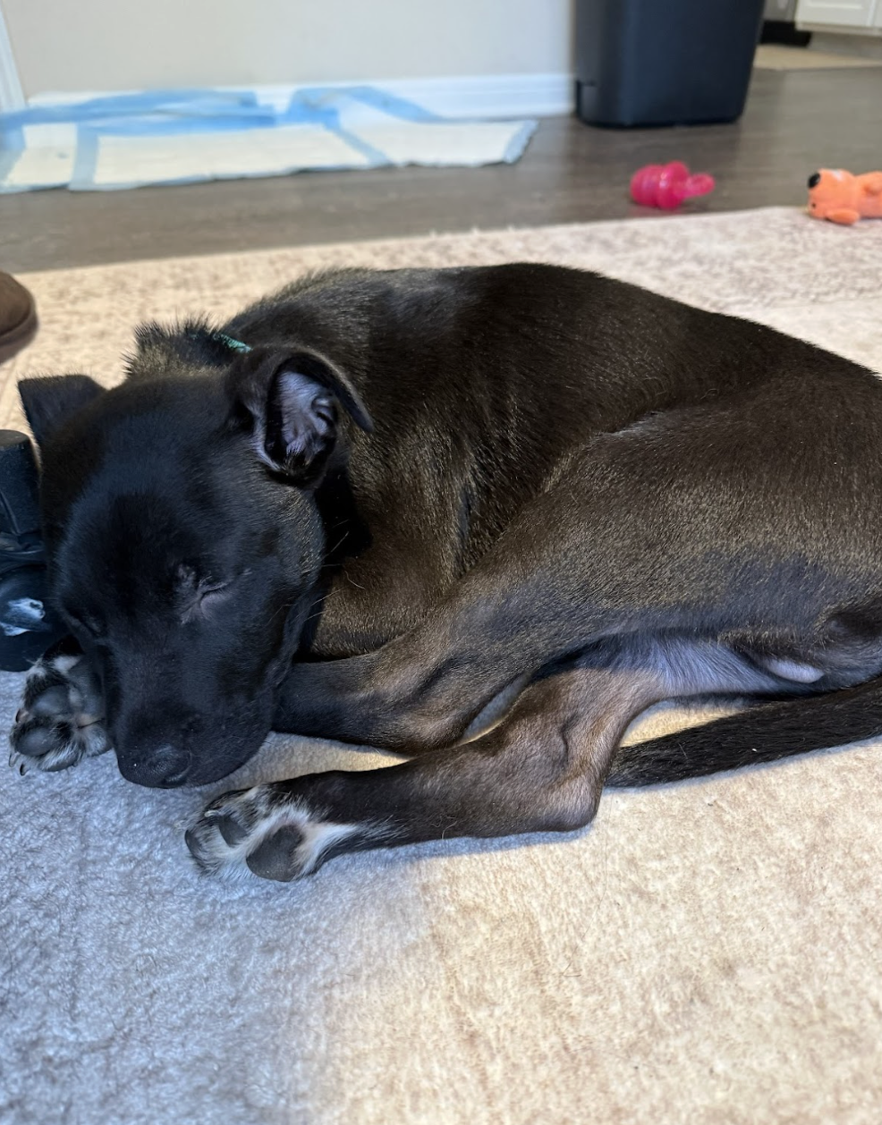 Screenshot 2026-02-16 at 6.17.00 PM.png