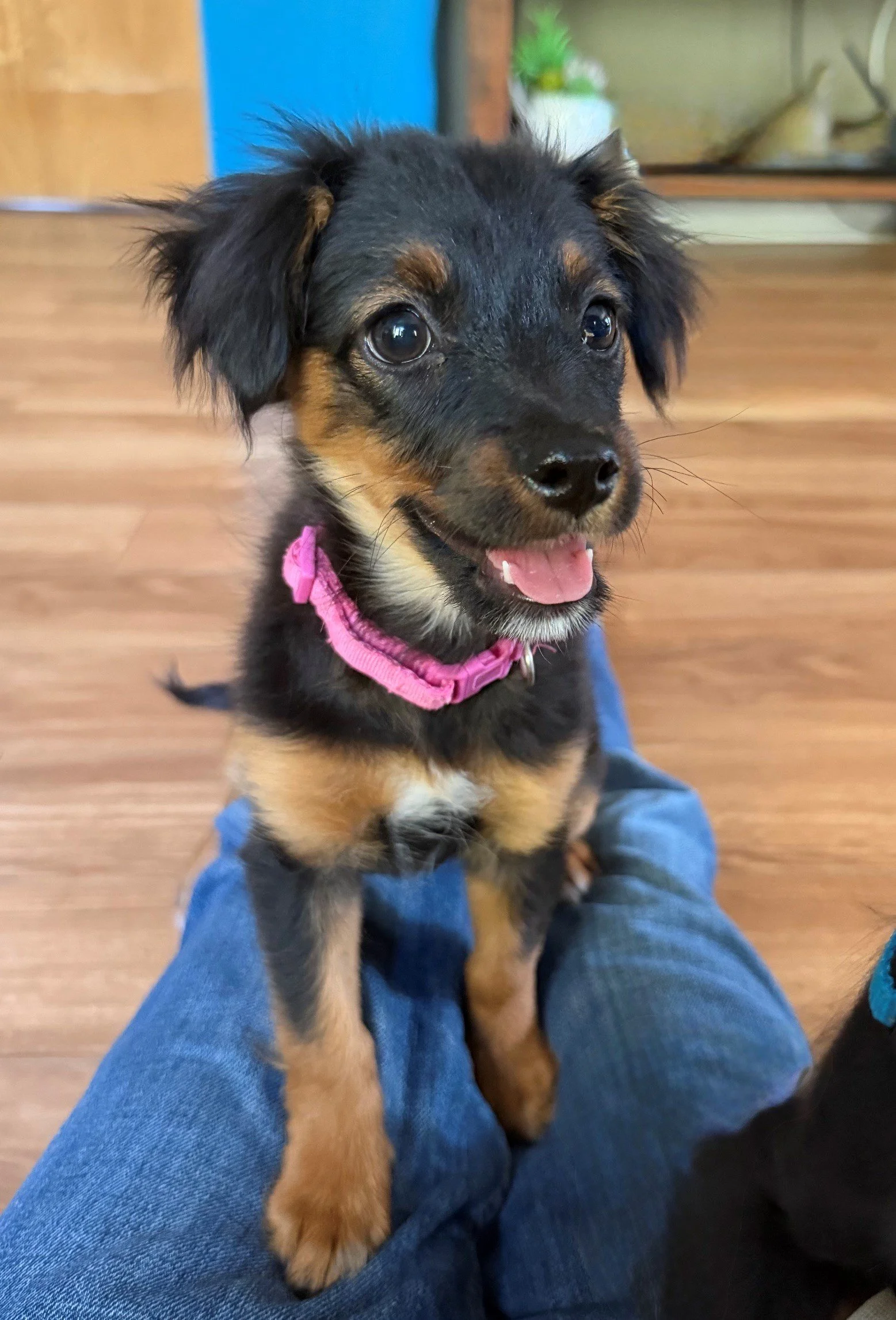 Mochi 1.jpg
