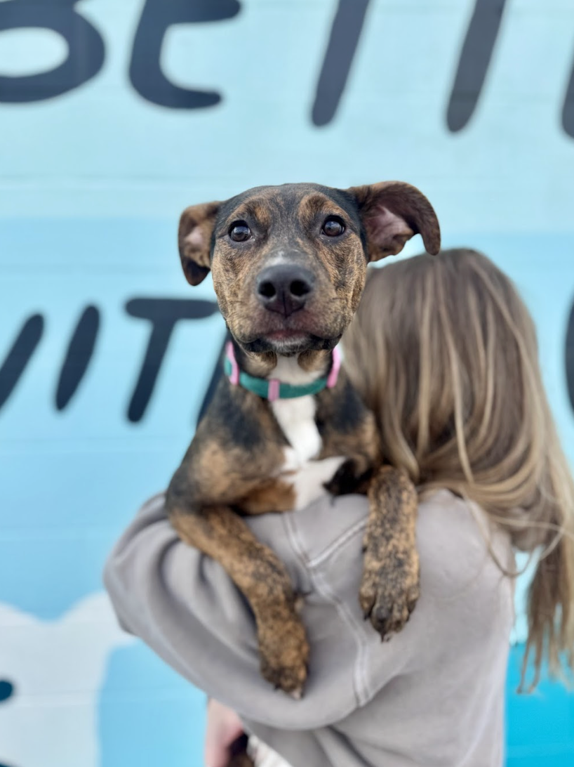 Screenshot 2026-03-12 at 3.04.09 PM.png