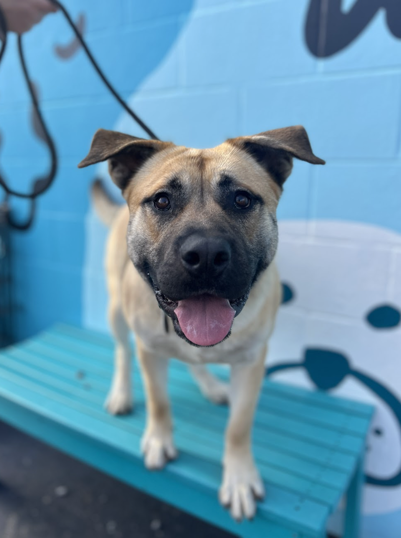 Screenshot 2026-02-12 at 4.46.34 PM.png