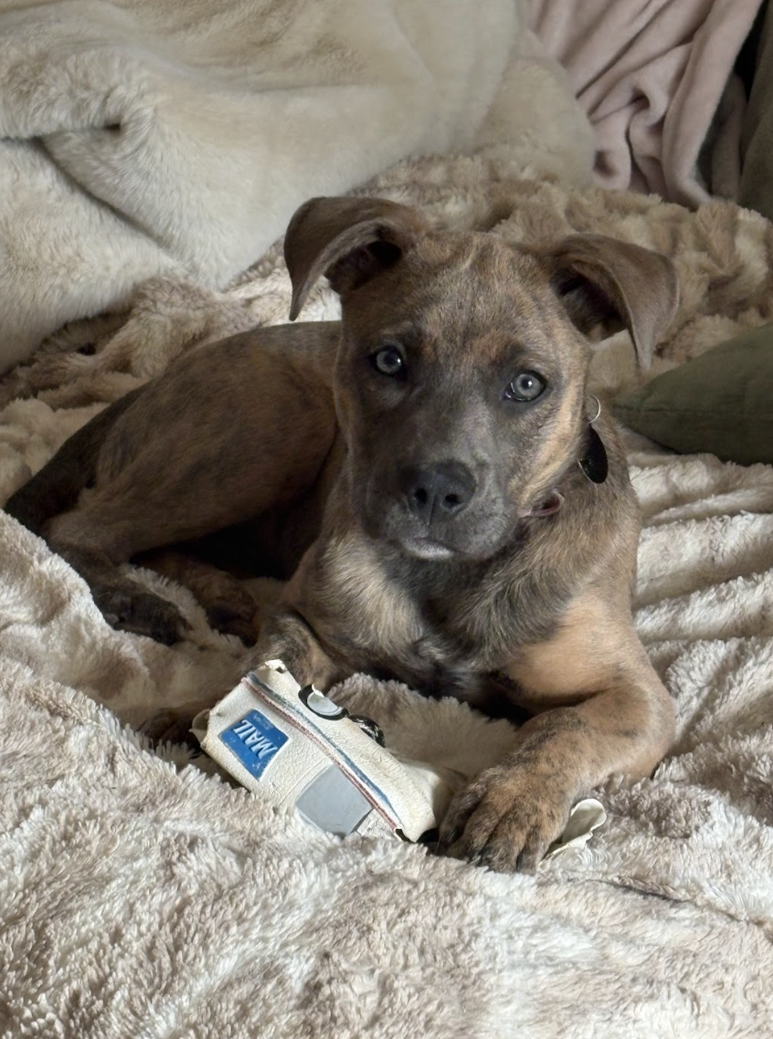 Screenshot 2026-02-20 at 4.14.23 PM.png