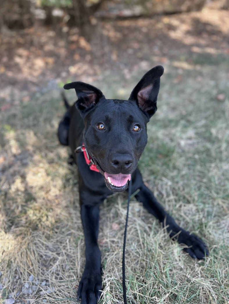 Screenshot 2026-09-16 at 3.18.19 PM.png