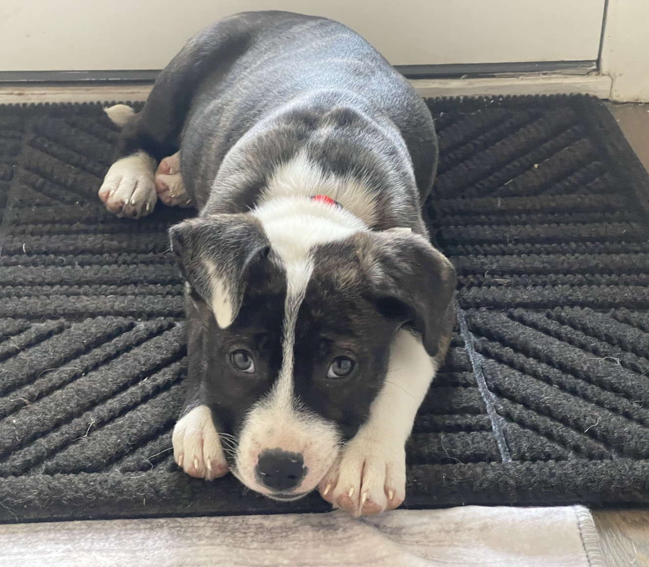 Screenshot 2026-02-13 at 1.10.57 PM.png