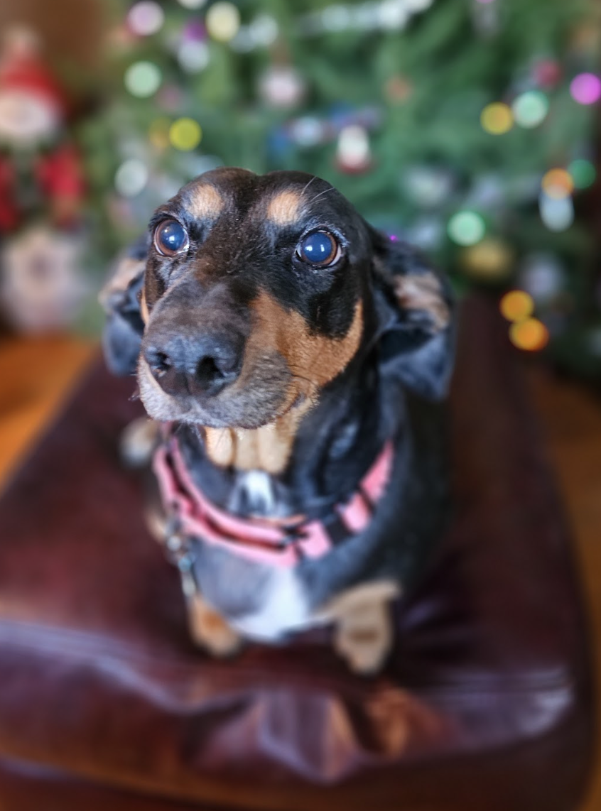 Screenshot 2025-12-16 at 1.47.13 PM.png