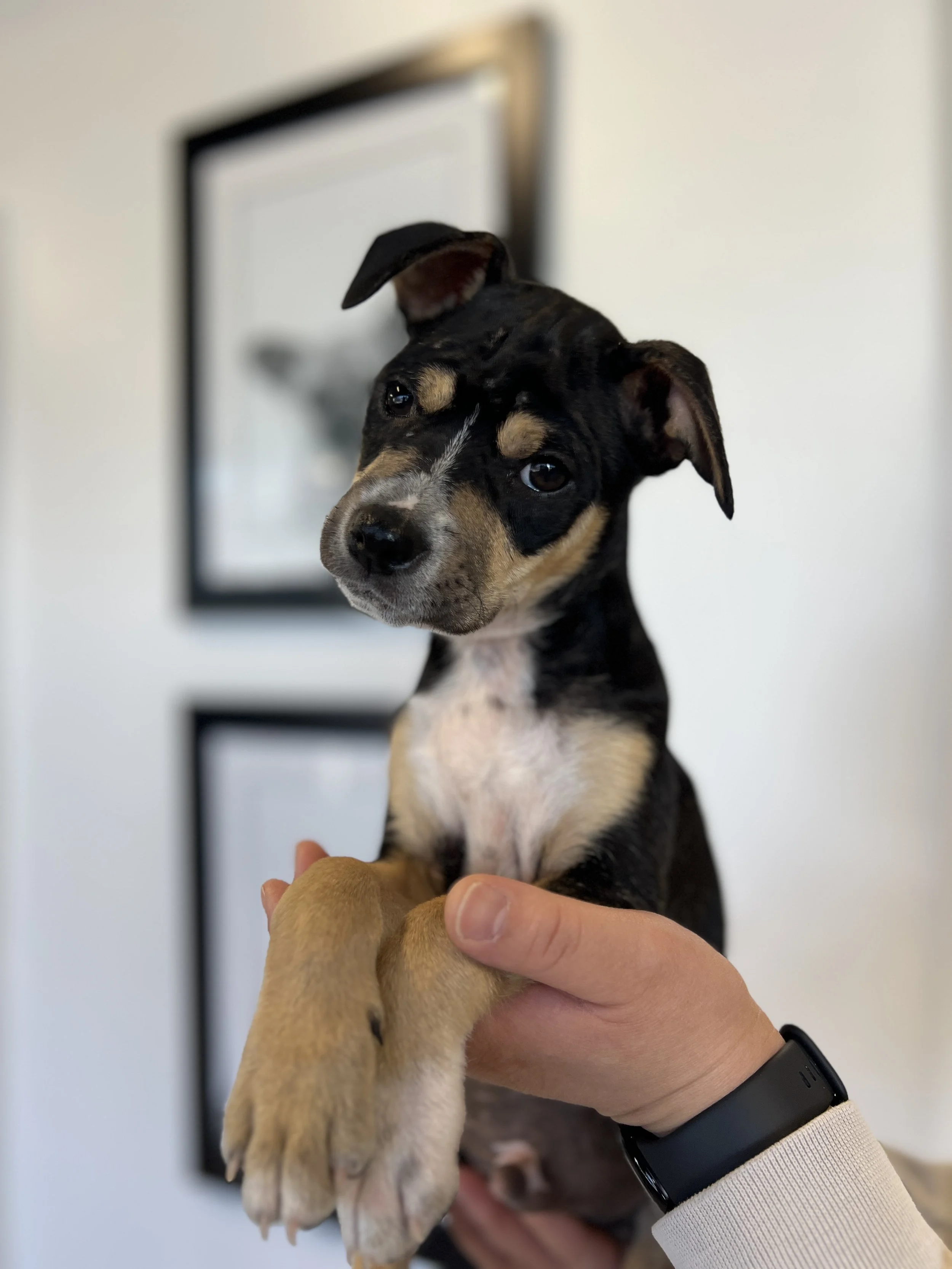Pancake, the Breakfast Litter