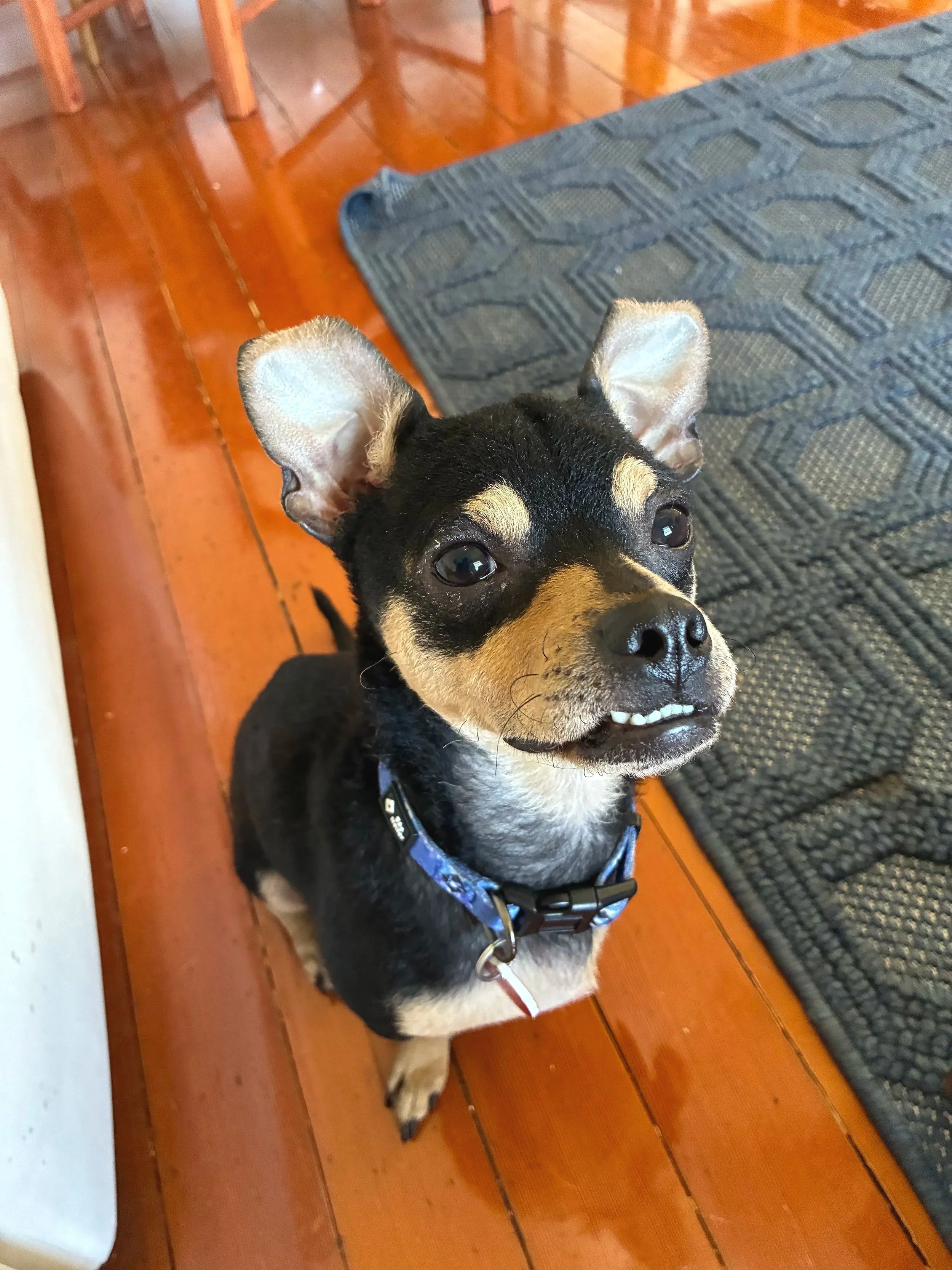 Tim-Tam