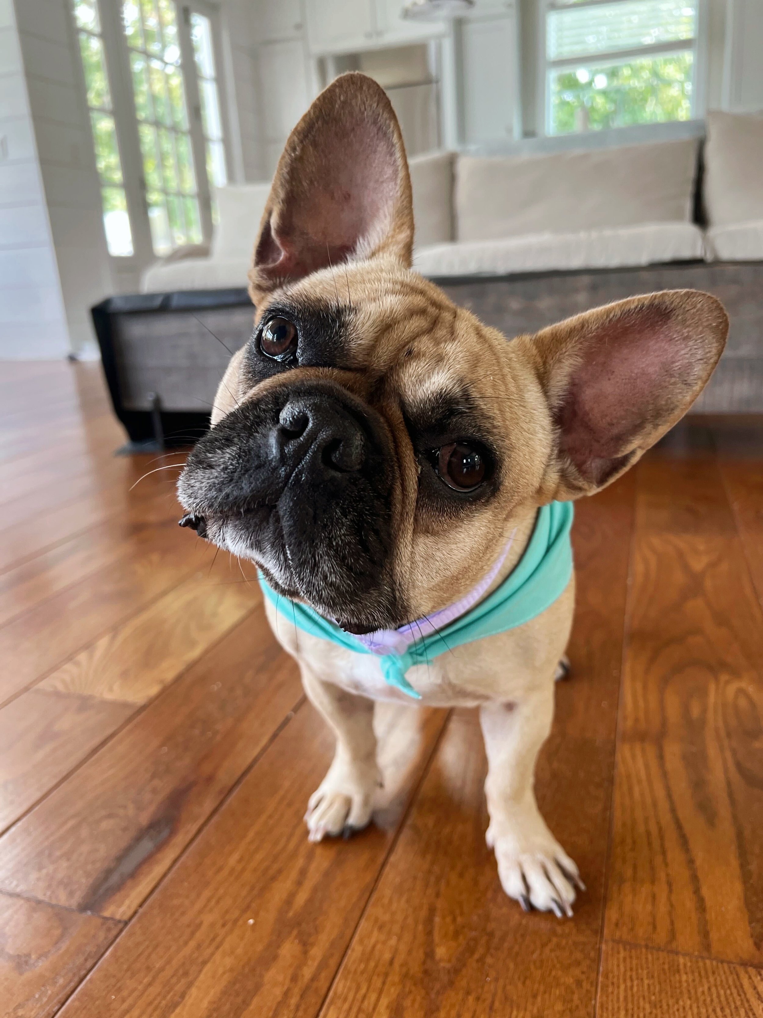 Stella