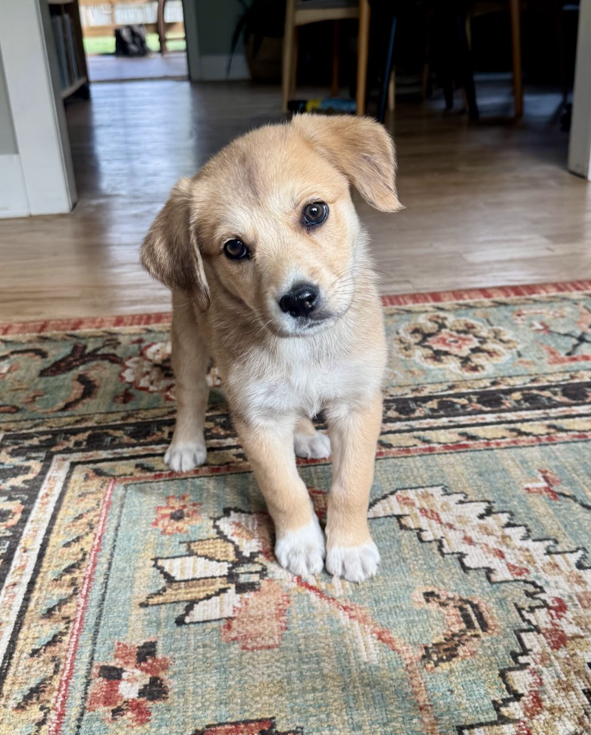 Screenshot 2026-04-16 at 4.56.25 PM.png