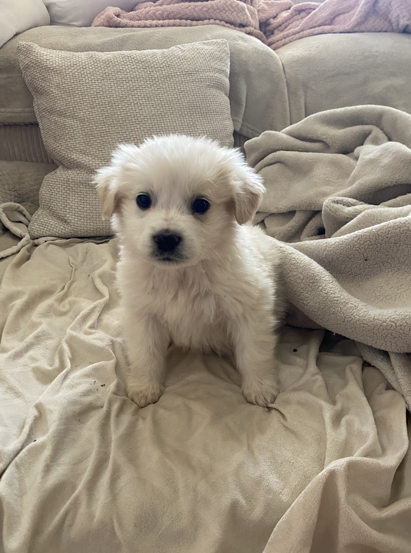 Screenshot 2026-04-16 at 4.59.22 PM.png