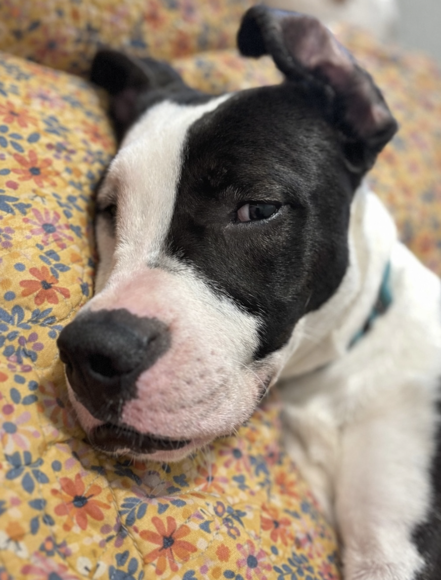 Screenshot 2026-04-21 at 5.31.56 PM.png