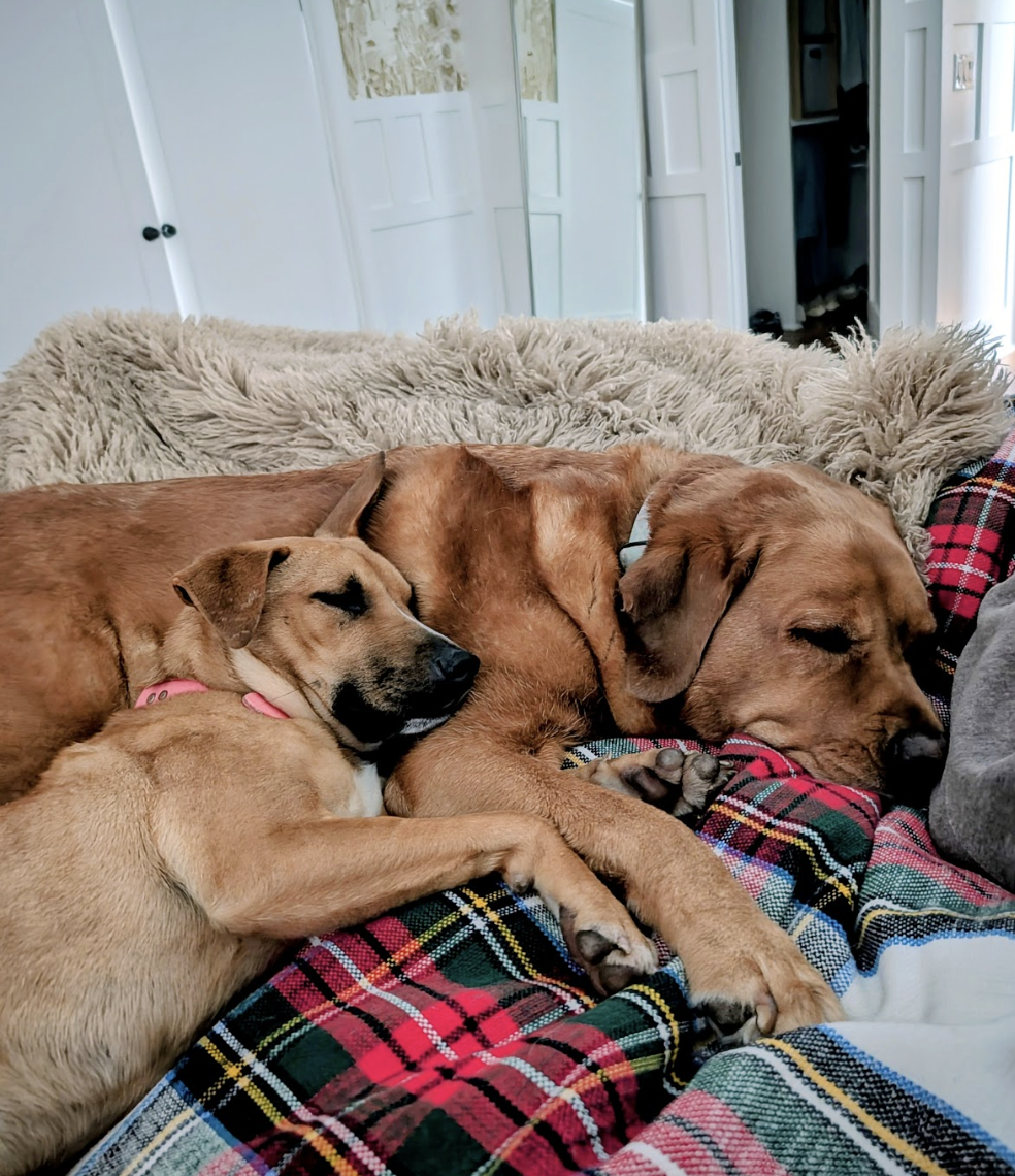 Screenshot 2025-12-26 at 4.39.38 PM.png