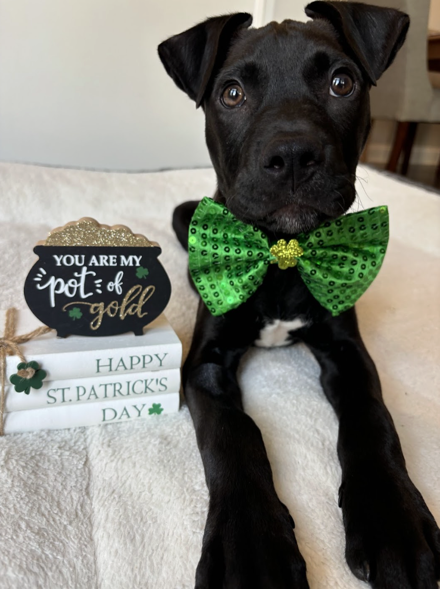 Screenshot 2026-03-20 at 4.20.12 PM.png