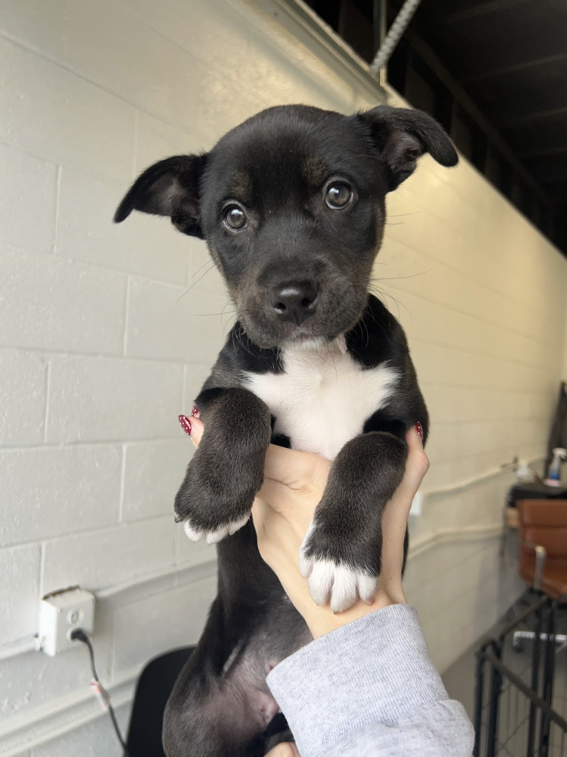 Screenshot 2026-01-31 at 4.28.19 PM.png