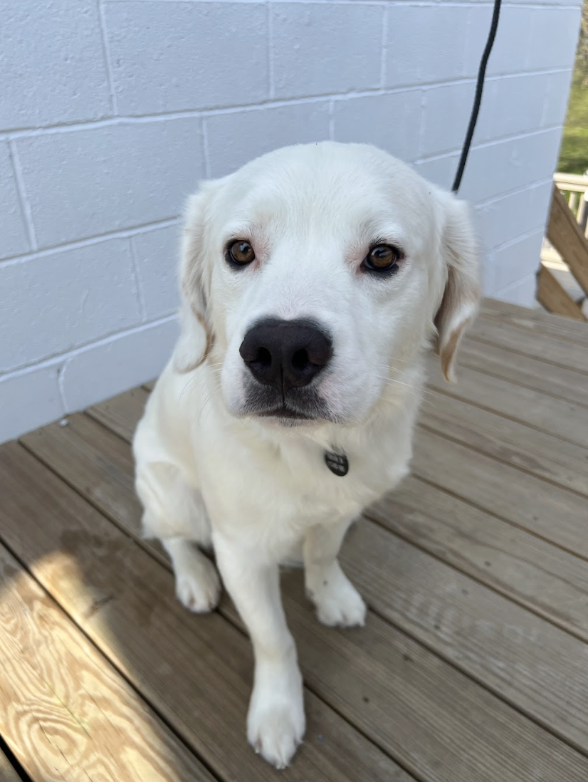 Screenshot 2026-03-26 at 2.47.43 PM.png