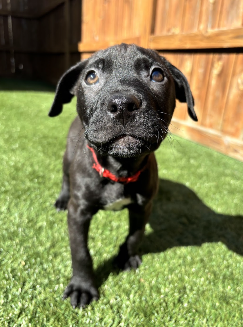 Screenshot 2026-02-07 at 1.43.04 PM.png