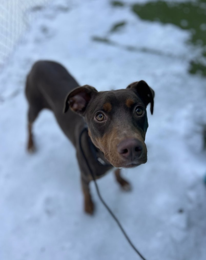 Screenshot 2026-01-30 at 4.43.33 PM.png