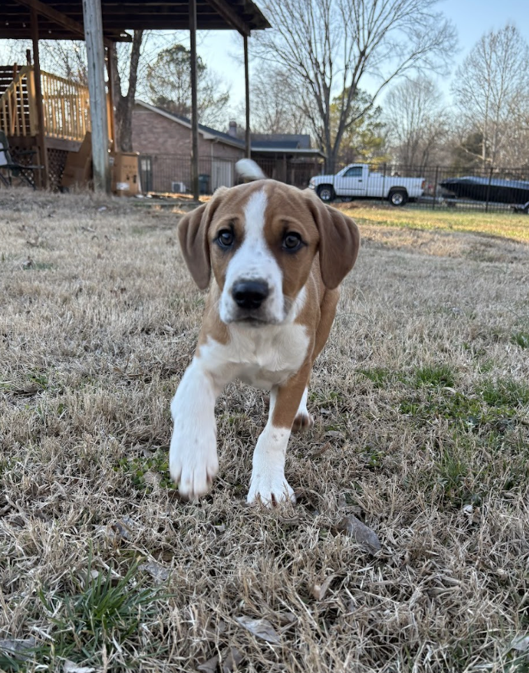 Screenshot 2026-01-29 at 12.10.24 PM.png