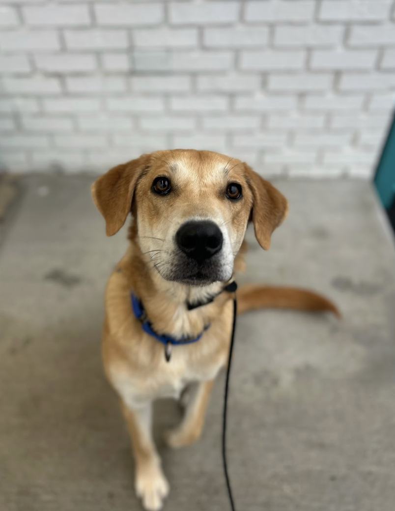 Screenshot 2026-02-19 at 3.51.06 PM.png