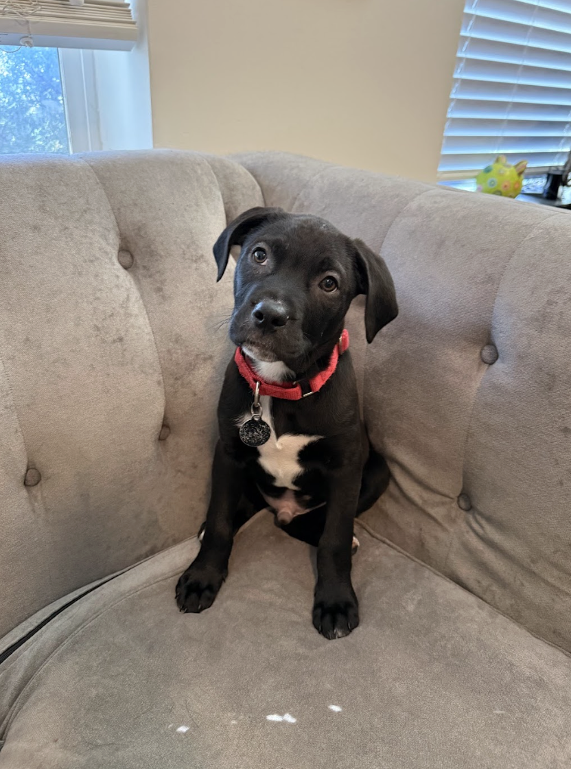 Screenshot 2026-02-20 at 3.54.02 PM.png