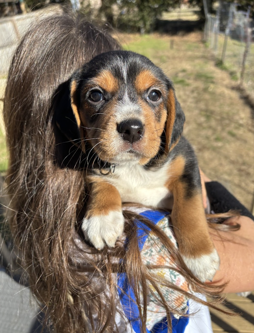 Screenshot 2026-02-21 at 4.40.36 PM.png