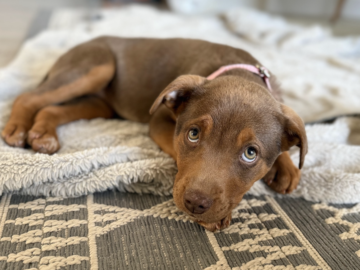 Screenshot 2026-02-13 at 4.57.25 PM.png