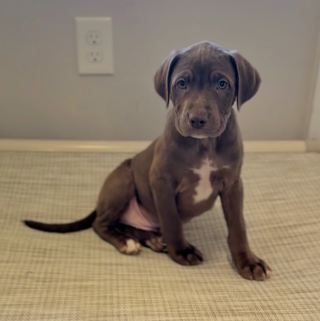 Baja, The Soda Litter