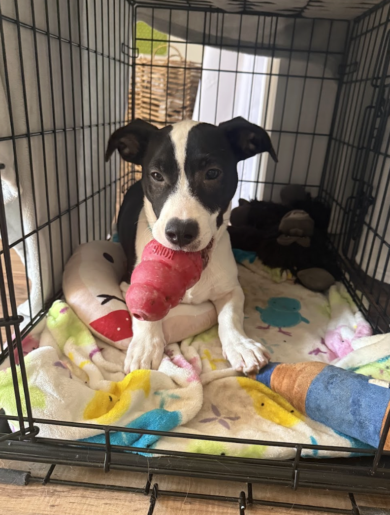 Screenshot 2026-02-12 at 2.48.23 PM.png