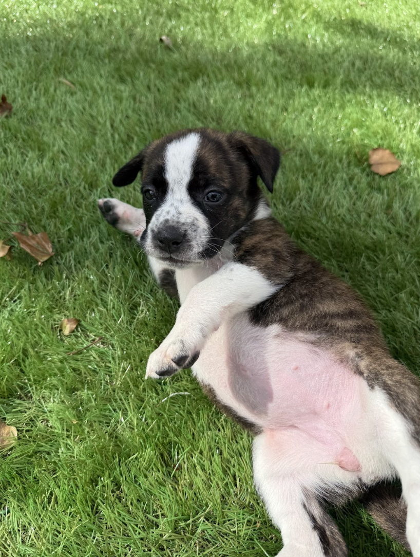 Screenshot 2026-03-27 at 7.58.06 PM.png