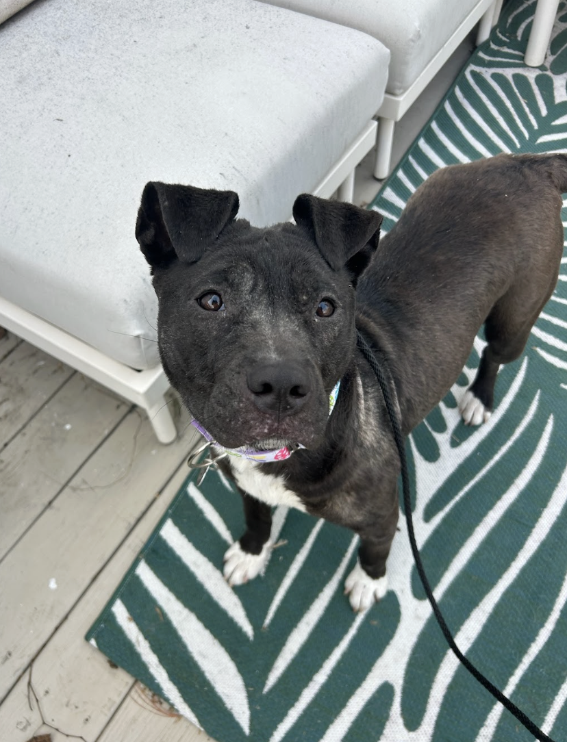 Screenshot 2026-02-13 at 4.56.20 PM.png