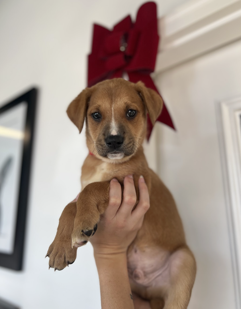 Screenshot 2025-12-18 at 1.44.41 PM.png