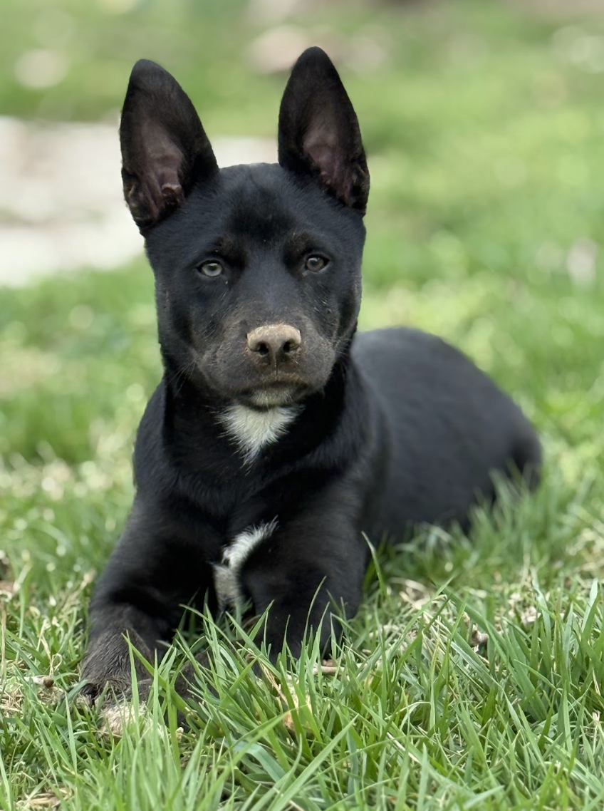 Screenshot 2026-03-12 at 3.33.41 PM.png