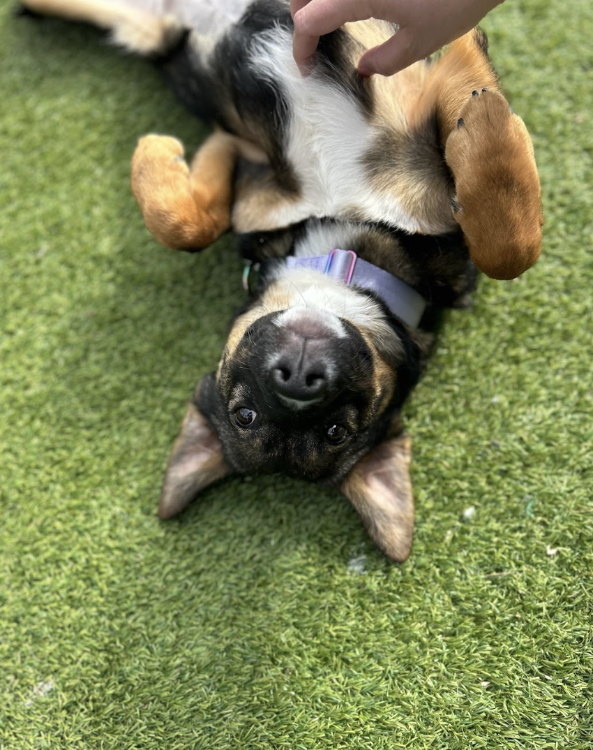 Screenshot 2026-02-25 at 12.51.33 PM.png