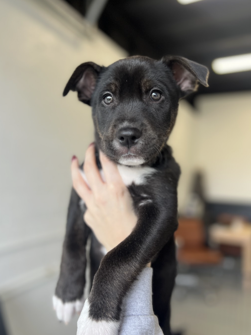 Screenshot 2026-01-31 at 4.29.30 PM.png