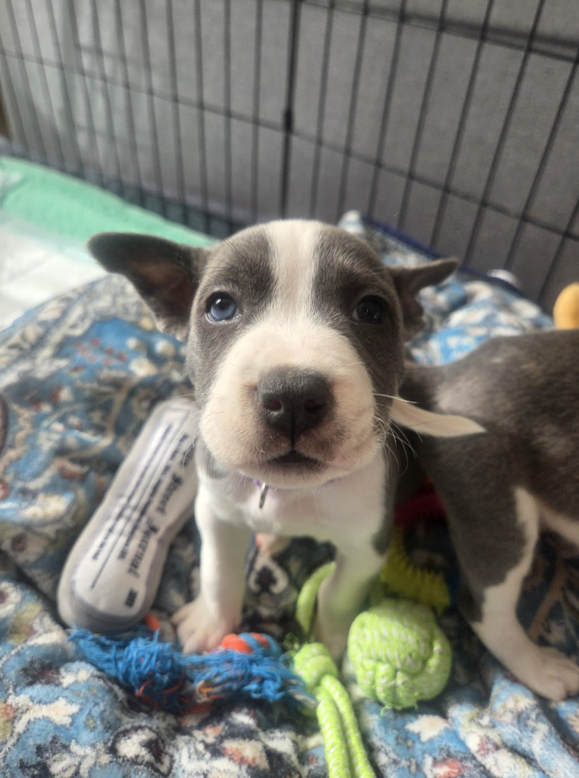 Screenshot 2026-04-23 at 2.18.08 PM.png