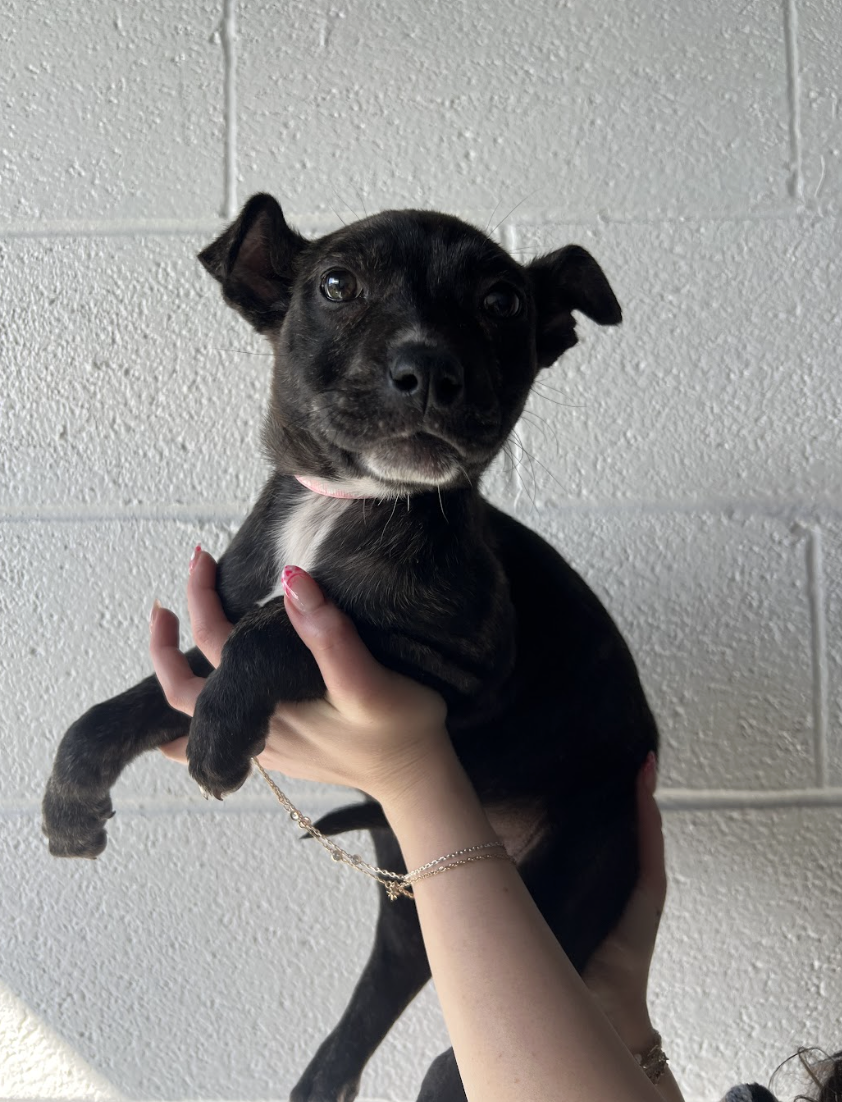 Screenshot 2026-02-12 at 4.43.11 PM.png