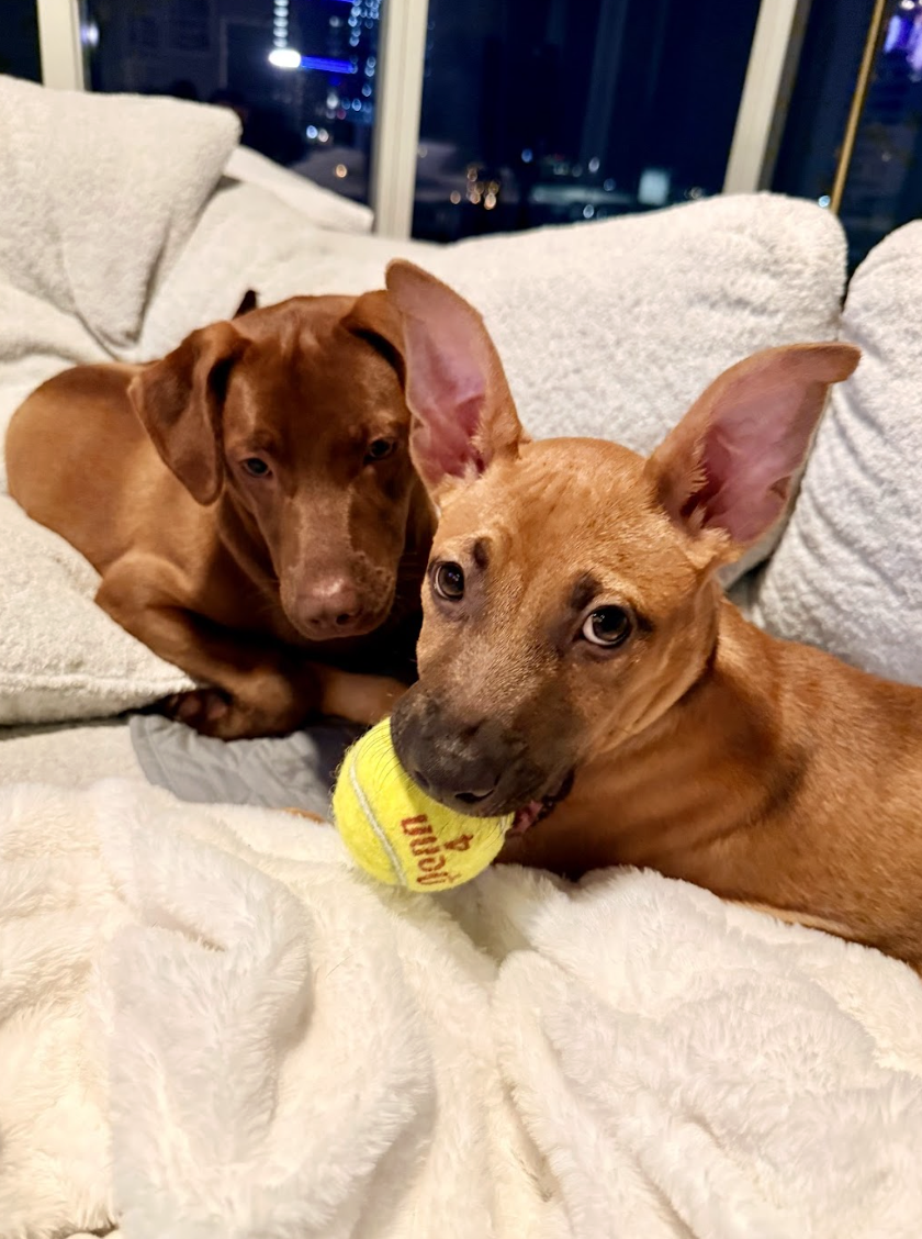 Screenshot 2026-04-03 at 1.57.17 PM.png