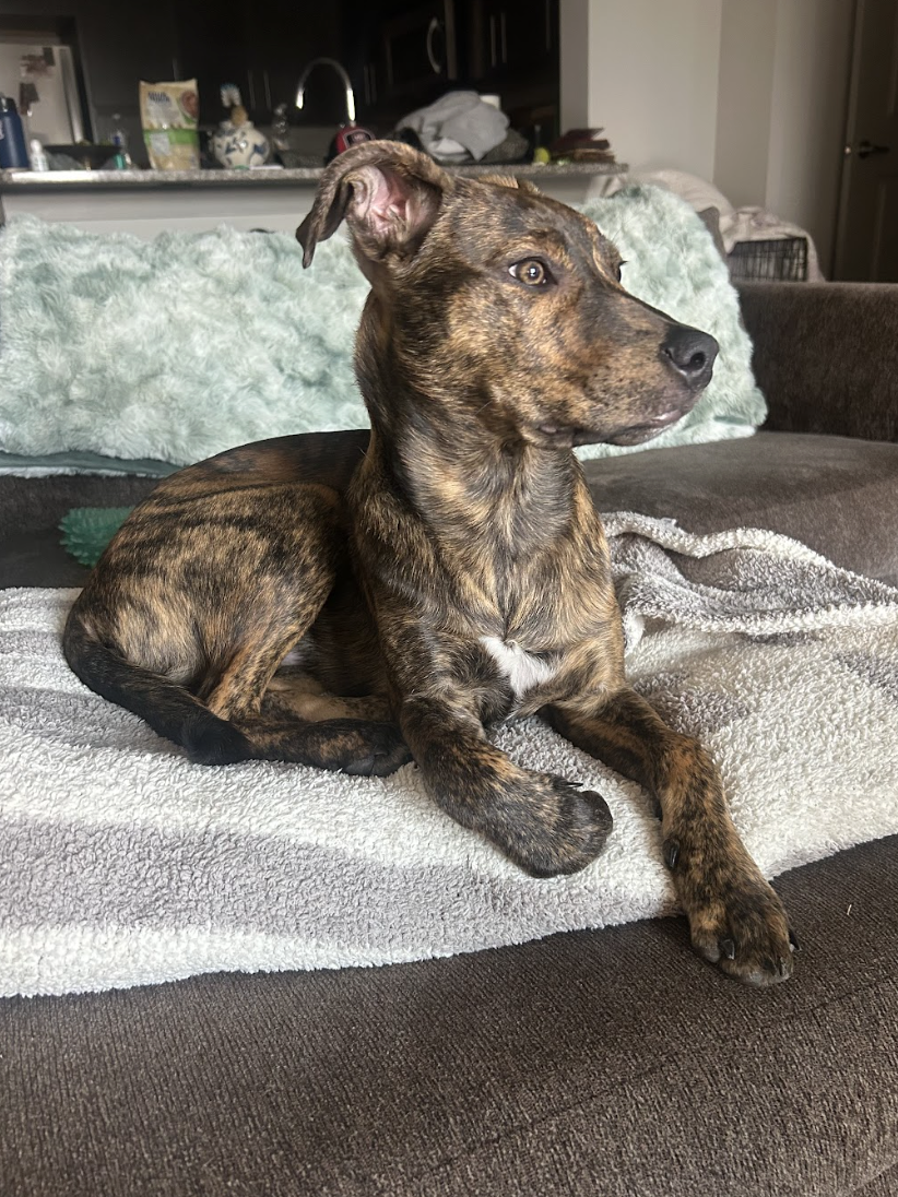 Screenshot 2026-02-20 at 8.47.31 PM.png