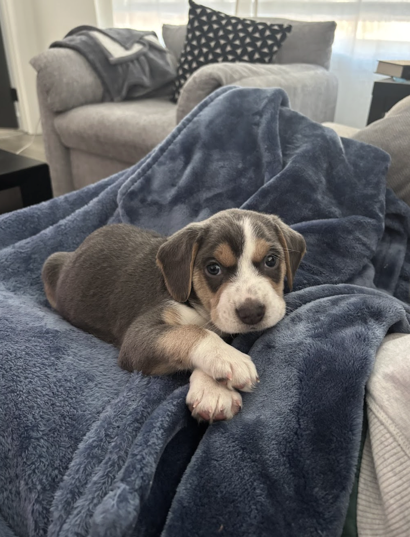 Screenshot 2026-02-21 at 4.41.45 PM.png