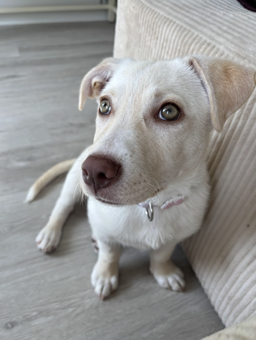 Screenshot 2026-04-03 at 2.39.29 PM.png