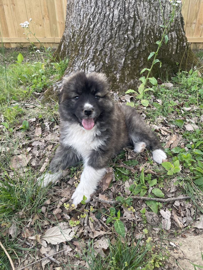 Screenshot 2026-04-13 at 2.38.39 PM.png