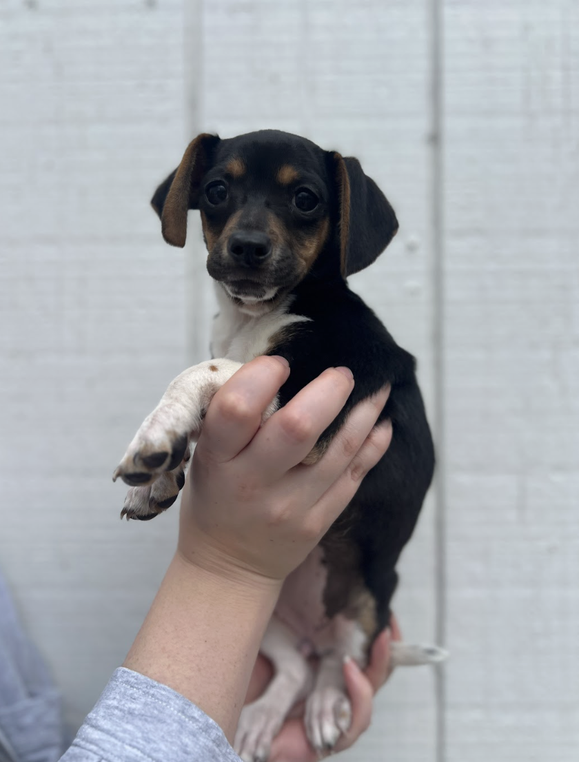 Screenshot 2026-02-26 at 1.21.24 PM.png