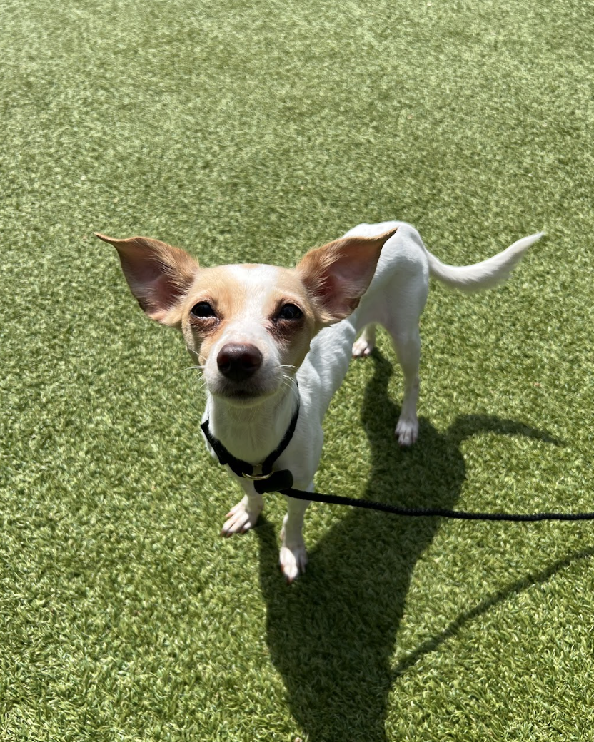 Screenshot 2026-04-16 at 5.08.57 PM.png