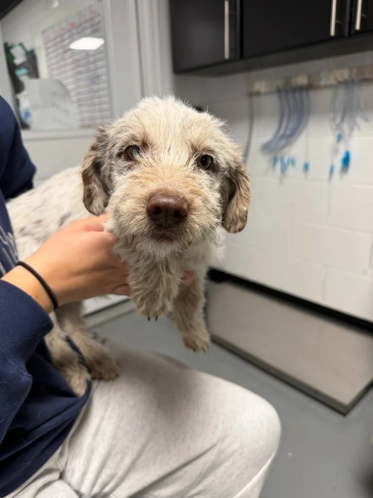 image (2) copy 2.jpeg