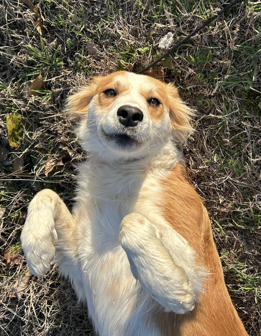 Screenshot 2026-03-14 at 5.05.05 PM.png