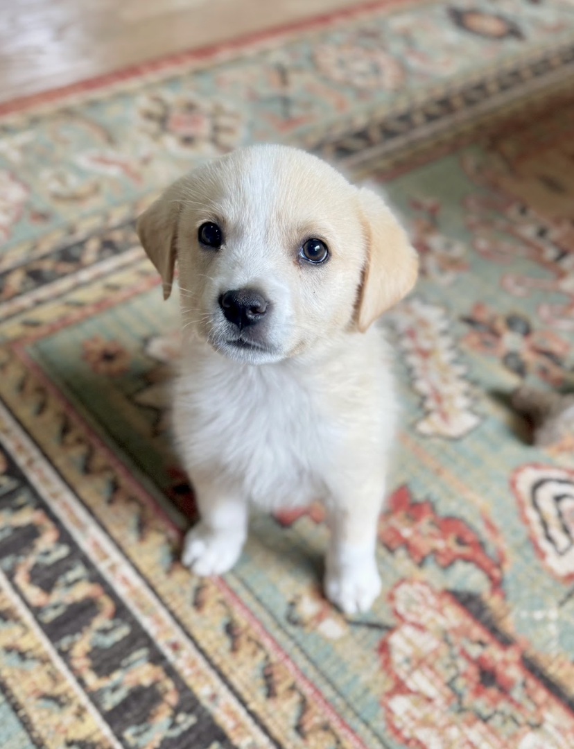 Screenshot 2026-04-16 at 4.57.04 PM.png