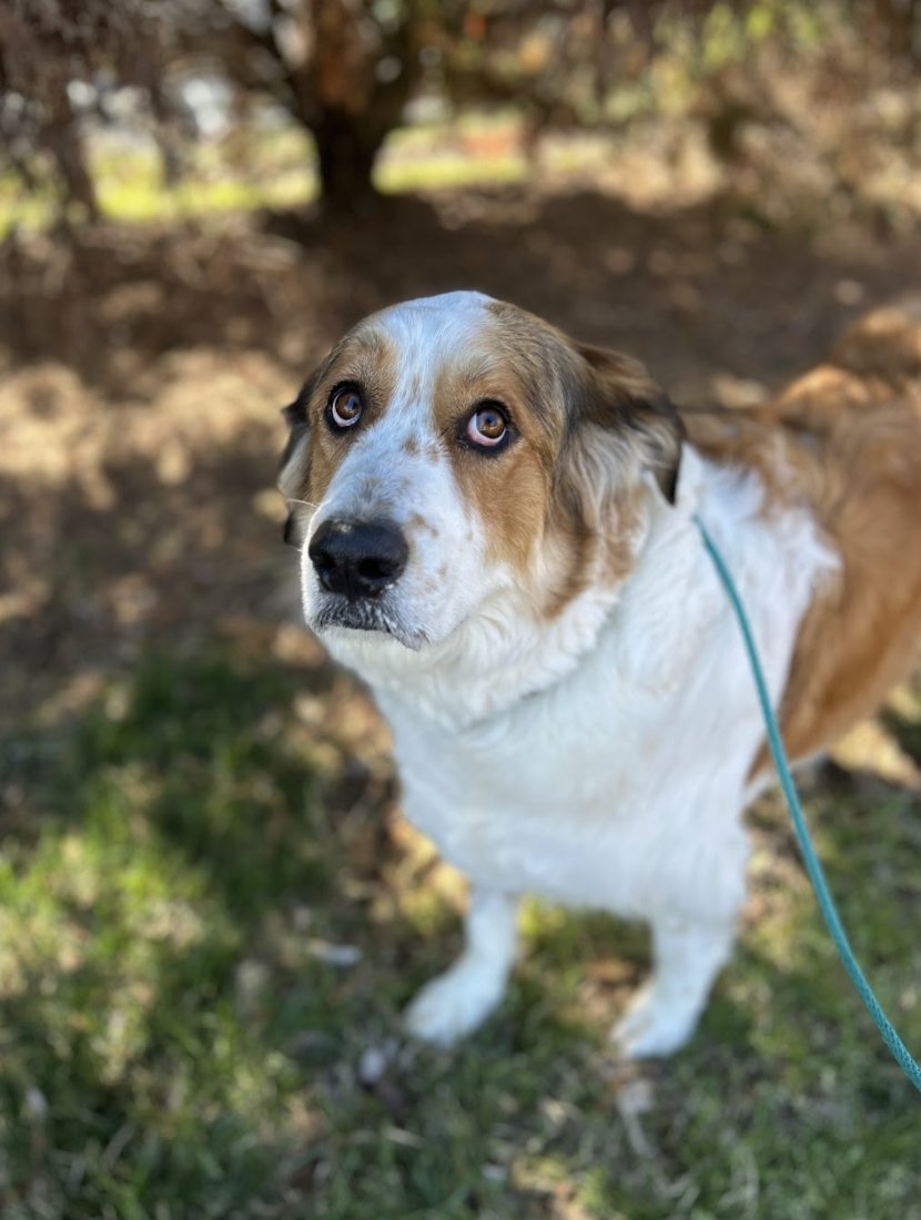 Screenshot 2026-03-18 at 4.20.37 PM.png